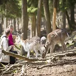 Appartement Glamping In The Ardennes