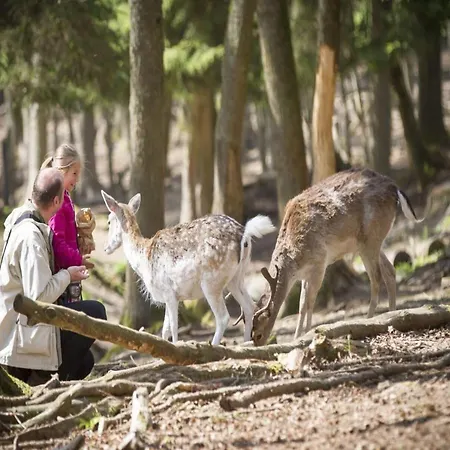 Apartamento Glamping In The Ardennes